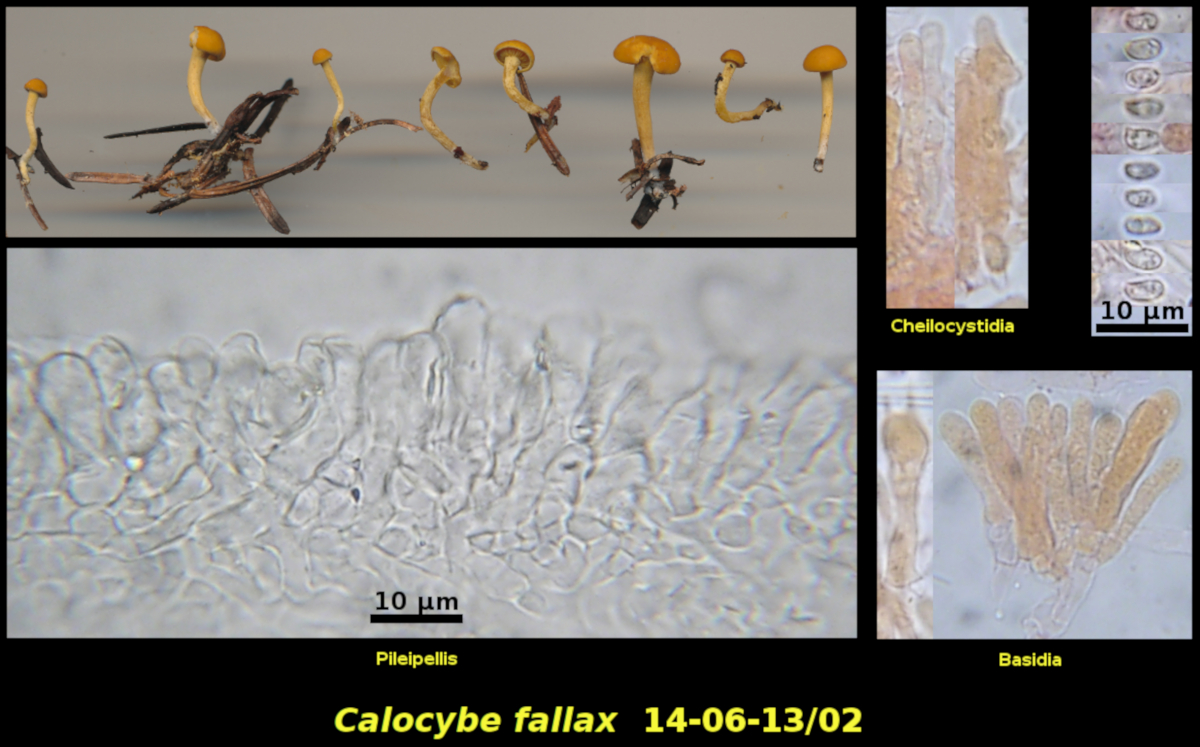 Picture of Calocybe fallax